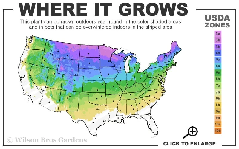 Softstem Bulrush (Schoenoplectus Tabernaemontani) - 8 Pack Of 1 Gallon Pots - Image 3