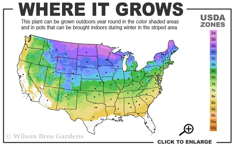 Grey Headed Coneflower (Ratibida Pinnata) - 6 Pack Of 1 Gallon Pots - Image 3