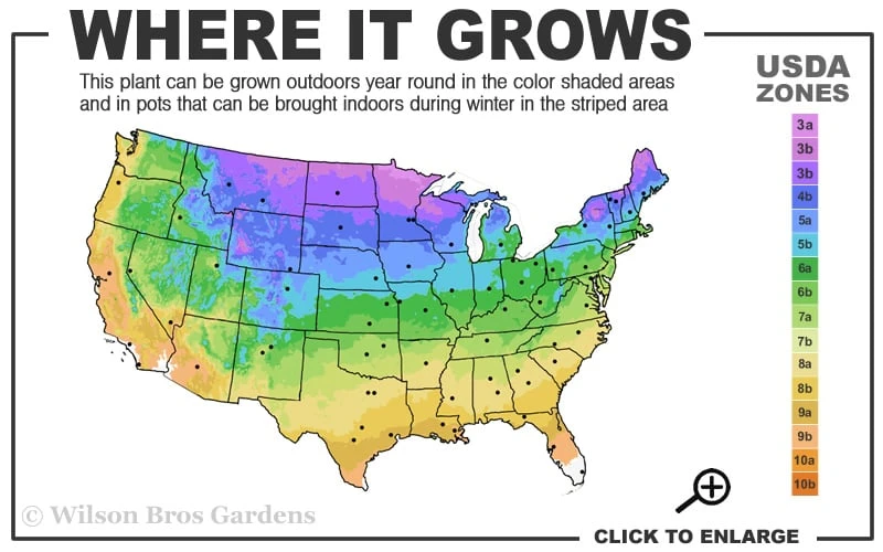 Bushy Bluestem Grass (Andropogon Glomeratus) - 1 Gallon Pot - Image 3