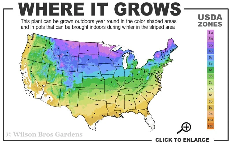 Sourwood Tree - Oxydendrum Arboreum - 2 Gallon Pot - Image 3