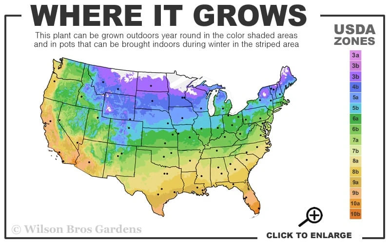 Mojito Mint Plant - 6 Pack Of Pint Pots - Image 3