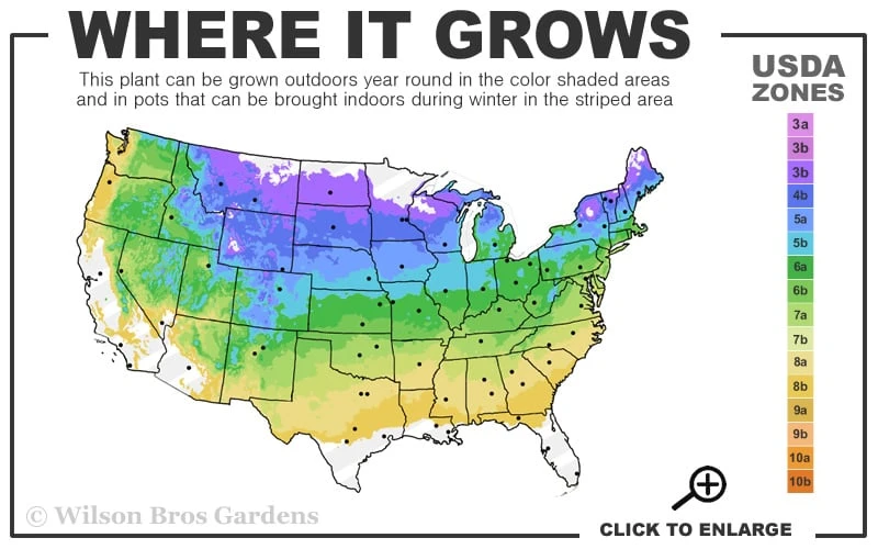 Cherry Pops Bee Balm (Monarda) - 1 Gallon Pot - Image 3