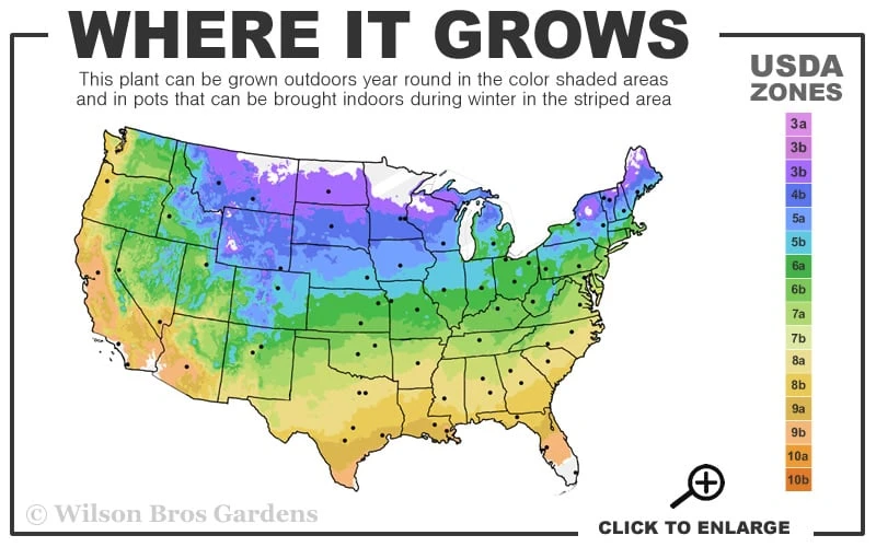 Summerific Holy Grail Hardy Hibiscus (Rose Mallow) - 1 Gallon Pot - Image 3