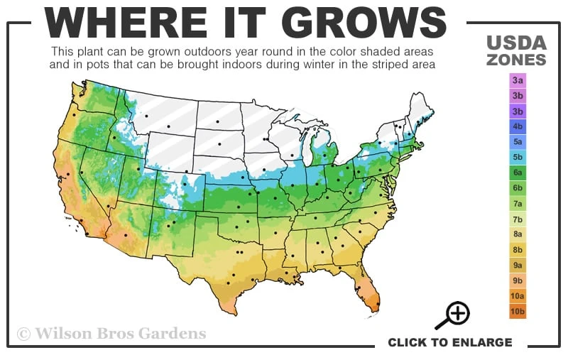 Emerald Goddess Liriope (Lilyturf) - 1 Gallon Pot - Image 3