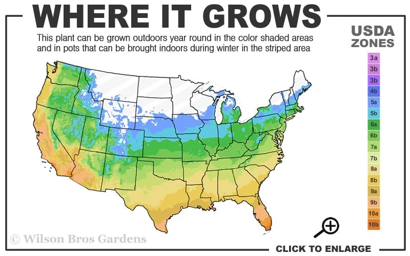 Hardy Ageratum (Blue Mistflower) - 1 Gallon Pot - Image 3