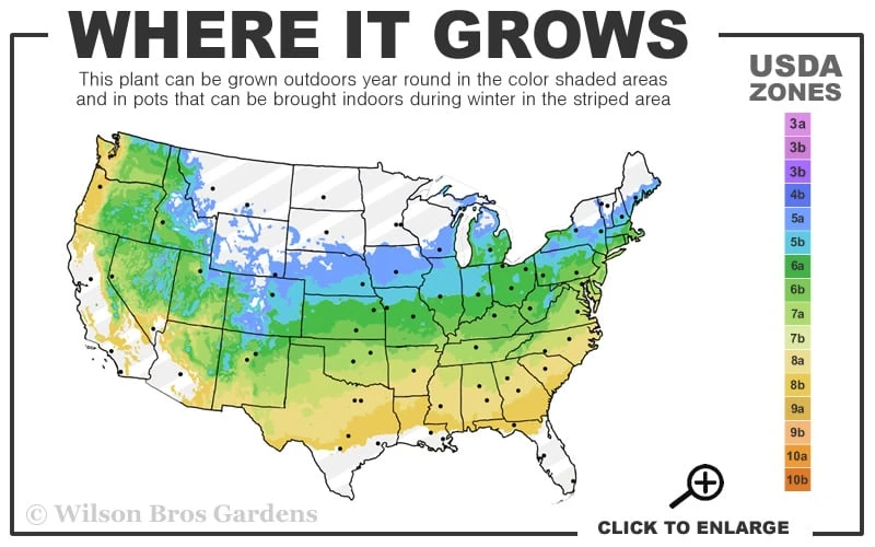 Purple Gem Dwarf Rhododendron - 1 Gallon Pot - Image 3