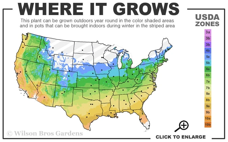 Little Henry Virginia Sweetspire (Itea) - 3 Gallon Pot - Image 3