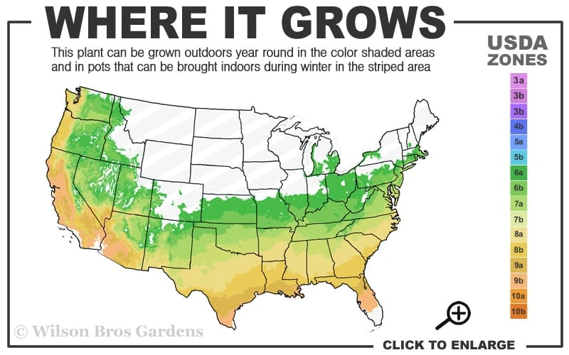 Autumn Carnation Encore Azalea - 3 Gallon Pot - Image 3