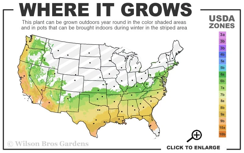 Autumn Debutante Encore Azalea - 3 Gallon Pot - Image 3