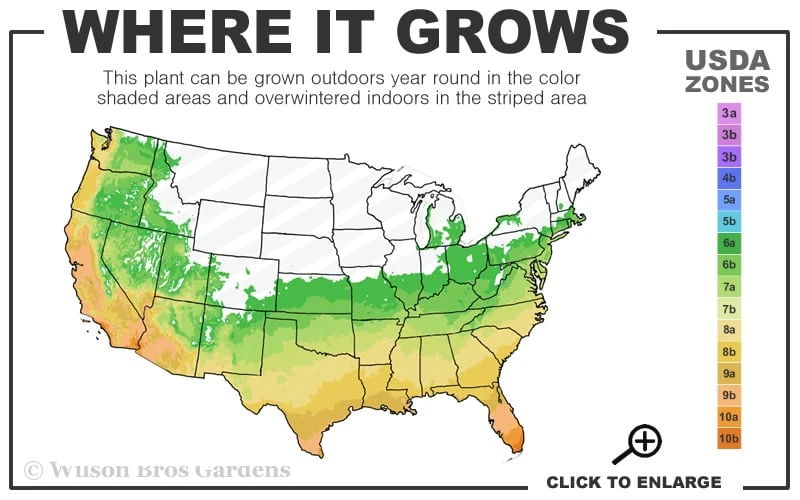 White Swamp Hardy Hibiscus - 1 Gallon Pot - Image 3