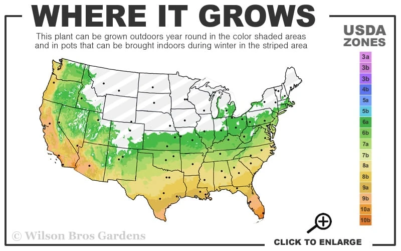 Silver Mist Mondo Grass - 6 Pack Of Pint Pots - Image 3