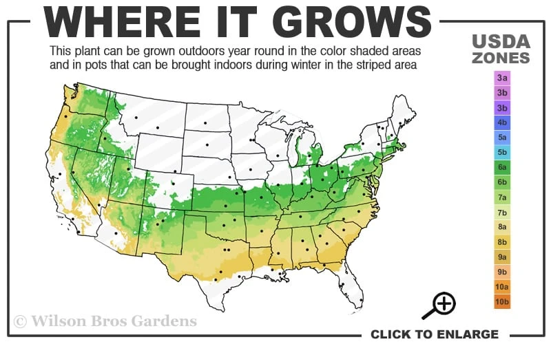 Coastal Azalea (Rhododendron Atlanticum) - 1 Gallon Pot - Image 3