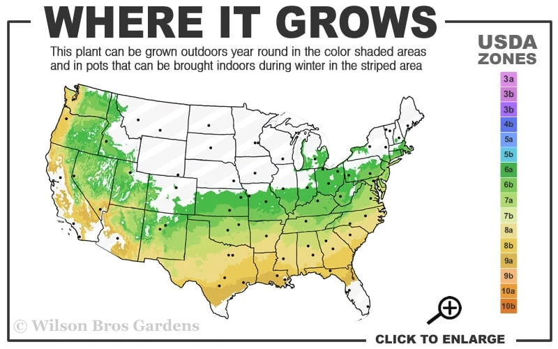 Arp Rosemary - 1 Gallon Pot - Image 3