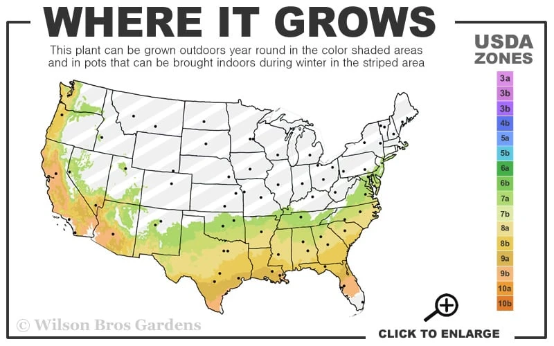 Autumn Coral Encore Azalea - 6 Pack Of 1 Gallon Pots - Image 3