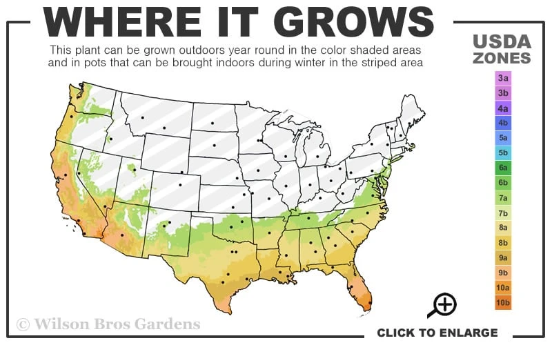 Marmorata Aucuba (Japanese Laurel) - 1 Gallon Pot - Image 3