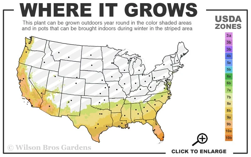 Tuscan Blue Rosemary - 1 Gallon Pot - Image 3