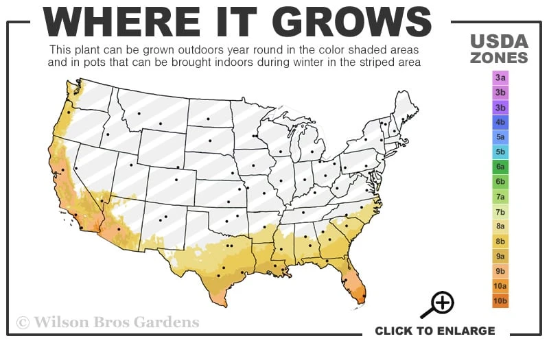 Bandana Of The Everglades Golden Canna Lily - 8 Pack Of 1 Gallon Pots - Image 3