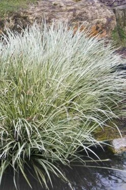 Variegated Sweet Flag (Acorus Gramineus 'Variegatus') - 5 Pack Of Quart Pots