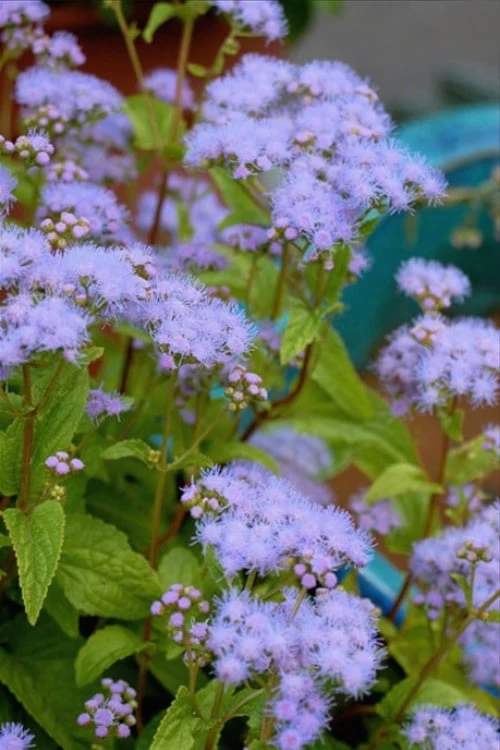 Hardy Ageratum (Blue Mistflower) - 1 Gallon Pot - Image 6