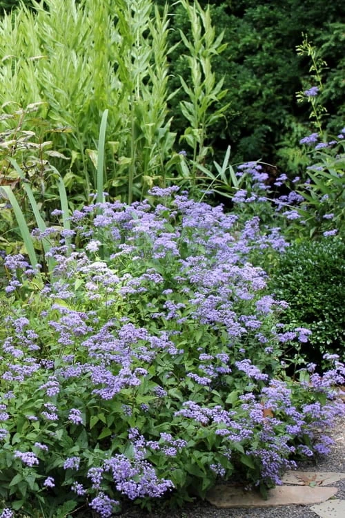 Hardy Ageratum (Blue Mistflower) - 1 Gallon Pot - Image 5