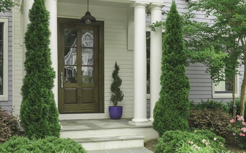 Degroots Spire Arborvitae - 5 Gallon Pot - Image 4