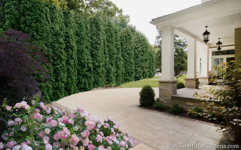 Degroots Spire Arborvitae - 5 Gallon Pot - Image 5