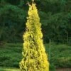 Yellow Ribbon Arborvitae (Thuja Occidentalis) - 1 Gallon Pot