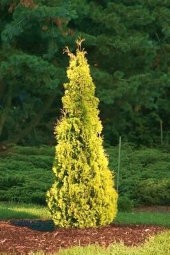 Yellow Ribbon Arborvitae (Thuja Occidentalis) - 2 Gallon Pot