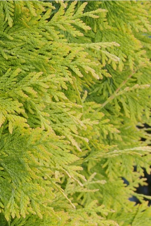 Yellow Ribbon Arborvitae (Thuja Occidentalis) - 1 Gallon Pot - Image 4