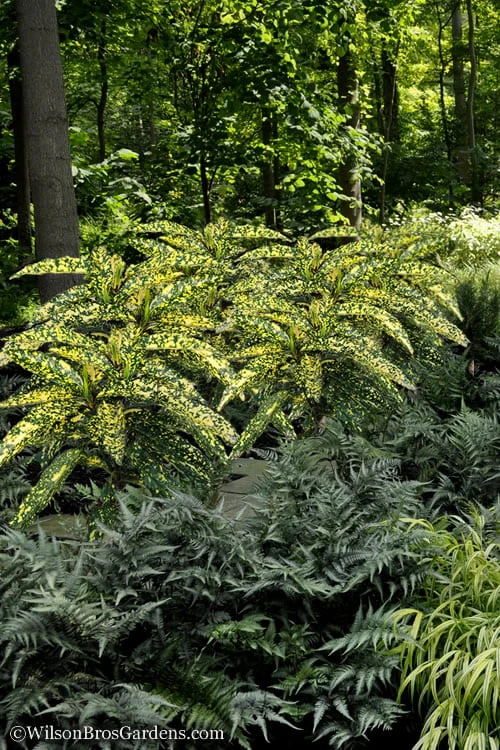 Hosoba Hoshifu Variegated Aucuba (Japanese Laurel) - 3 Gallon Pot - Image 5