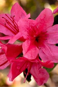 Autumn Cheer Encore Azalea - 3 Gallon Pot