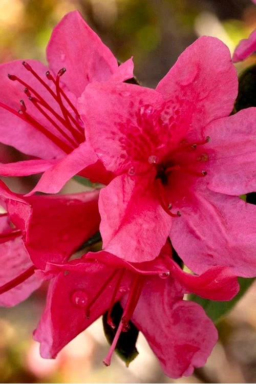 Autumn Cheer Encore Azalea - 3 Gallon Pot