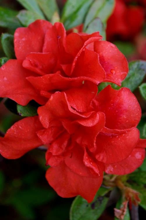 Autumn Embers Encore Azalea - 7 Gallon Pot