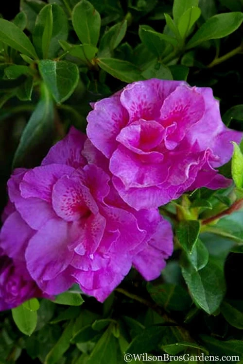 Autumn Majesty Encore Azalea - 1 Gallon Pot - Image 6