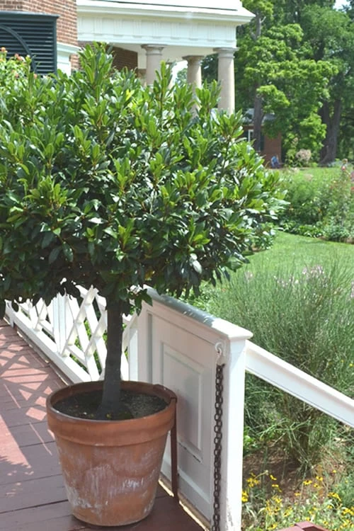 Bay Laurel (Sweet Bay) - Laurus Nobilis - 3 Gallon Pot - Image 8