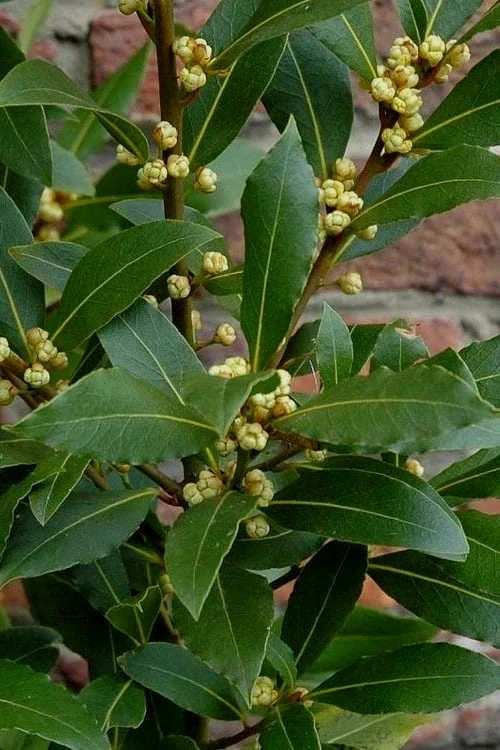 Bay Laurel (Sweet Bay) - Laurus Nobilis - 3 Gallon Pot - Image 7