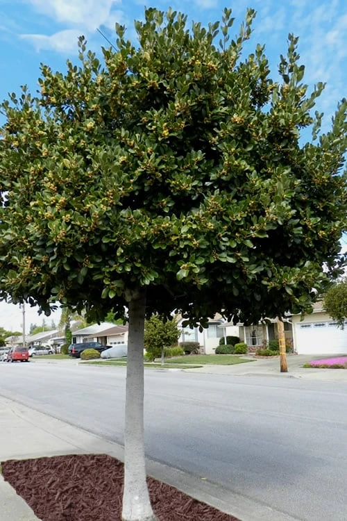 Bay Laurel (Sweet Bay) - Laurus Nobilis - 3 Gallon Pot - Image 5