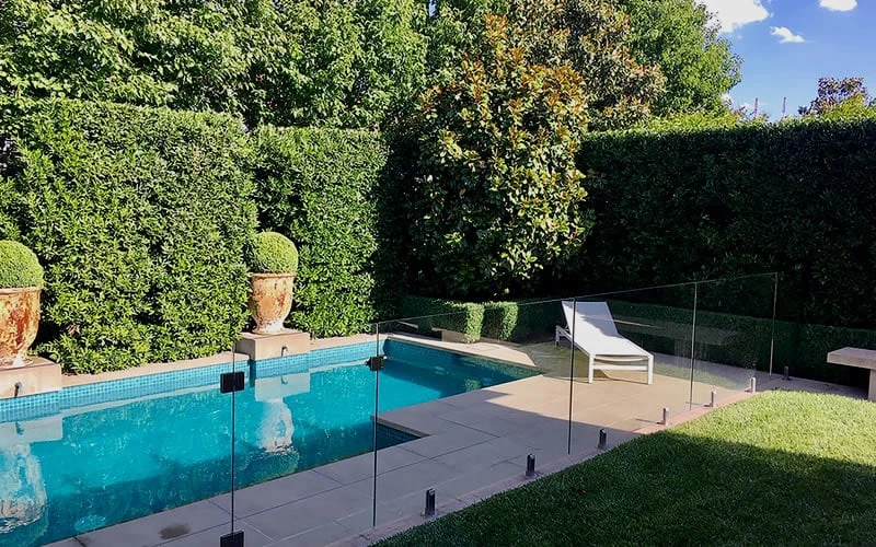 Bay Laurel (Sweet Bay) - Laurus Nobilis - 3 Gallon Pot - Image 6