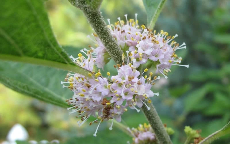 American Beautyberry - 1 Gallon Pot - Image 5