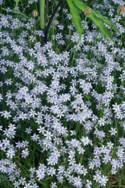 Suwanee Blue-Eyed Grass - 3 Pack Of Quart Pots