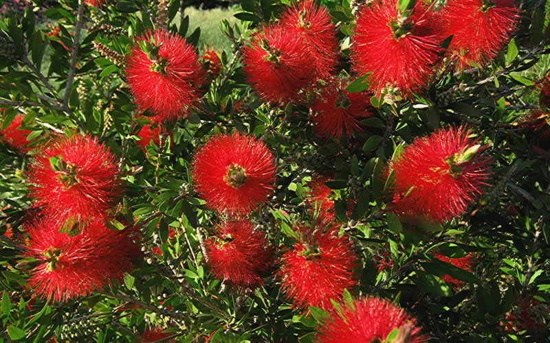 Scarlet Compacta Bottlebrush - Callistemon - 3 Gallon Pot - Image 3