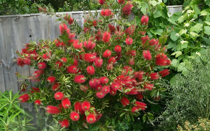 Scarlet Compacta Bottlebrush - Callistemon - 3 Gallon Pot - Image 4