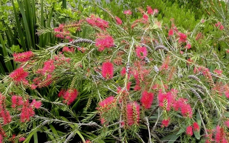 Woodlanders Cold Hardy Red Bottlebrush - Callistemon - 3 Gallon Pot - Image 4