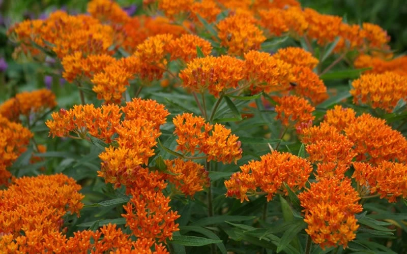Orange Butterfly Milkweed (Asclepias Tuberosa) - 2.5 Quart Pot - Image 6