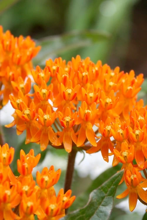 Orange Butterfly Milkweed - Asclepias Tuberosa - 5 Pack Of Quart Pots