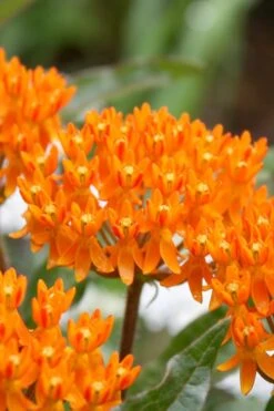 Orange Butterfly Milkweed - Asclepias Tuberosa - 1 Gallon Pot