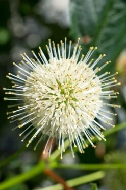 Sugar Shack Fragrant Dwarf Buttonbush - Cephalanthus Occidentalis - 1 Gallon Pot