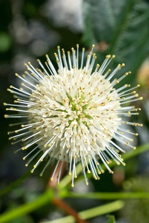 Sugar Shack Fragrant Dwarf Buttonbush - Cephalanthus Occidentalis - 1 Gallon Pot - Image 6