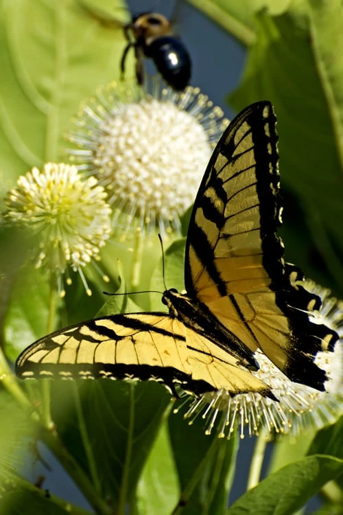 Sugar Shack Fragrant Dwarf Buttonbush - Cephalanthus Occidentalis - 1 Gallon Pot - Image 3