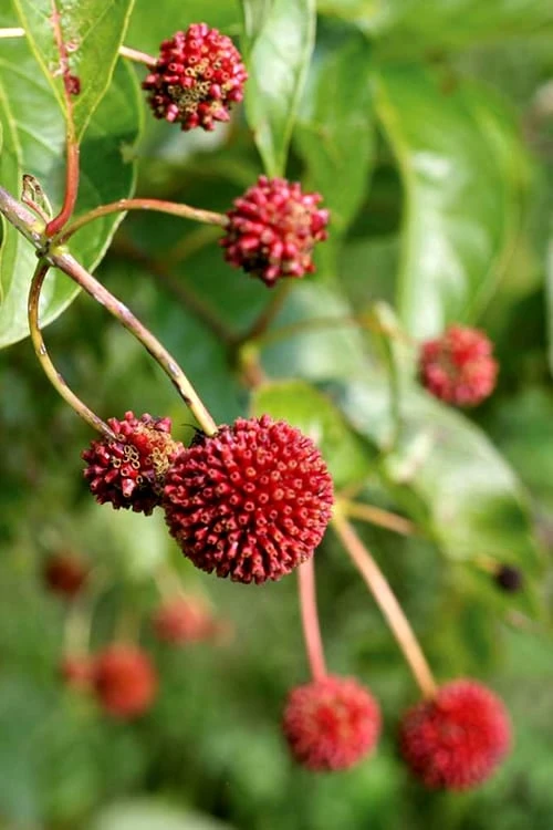 Sugar Shack Fragrant Dwarf Buttonbush - Cephalanthus Occidentalis - 1 Gallon Pot - Image 4